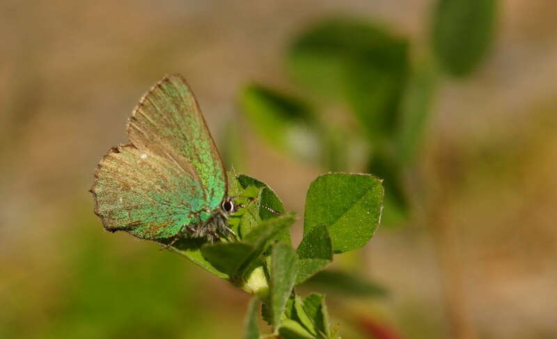 Plancia ëd Callophrys rubi (Linnaeus 1758)