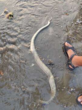 Image of Common or beaked seasnake