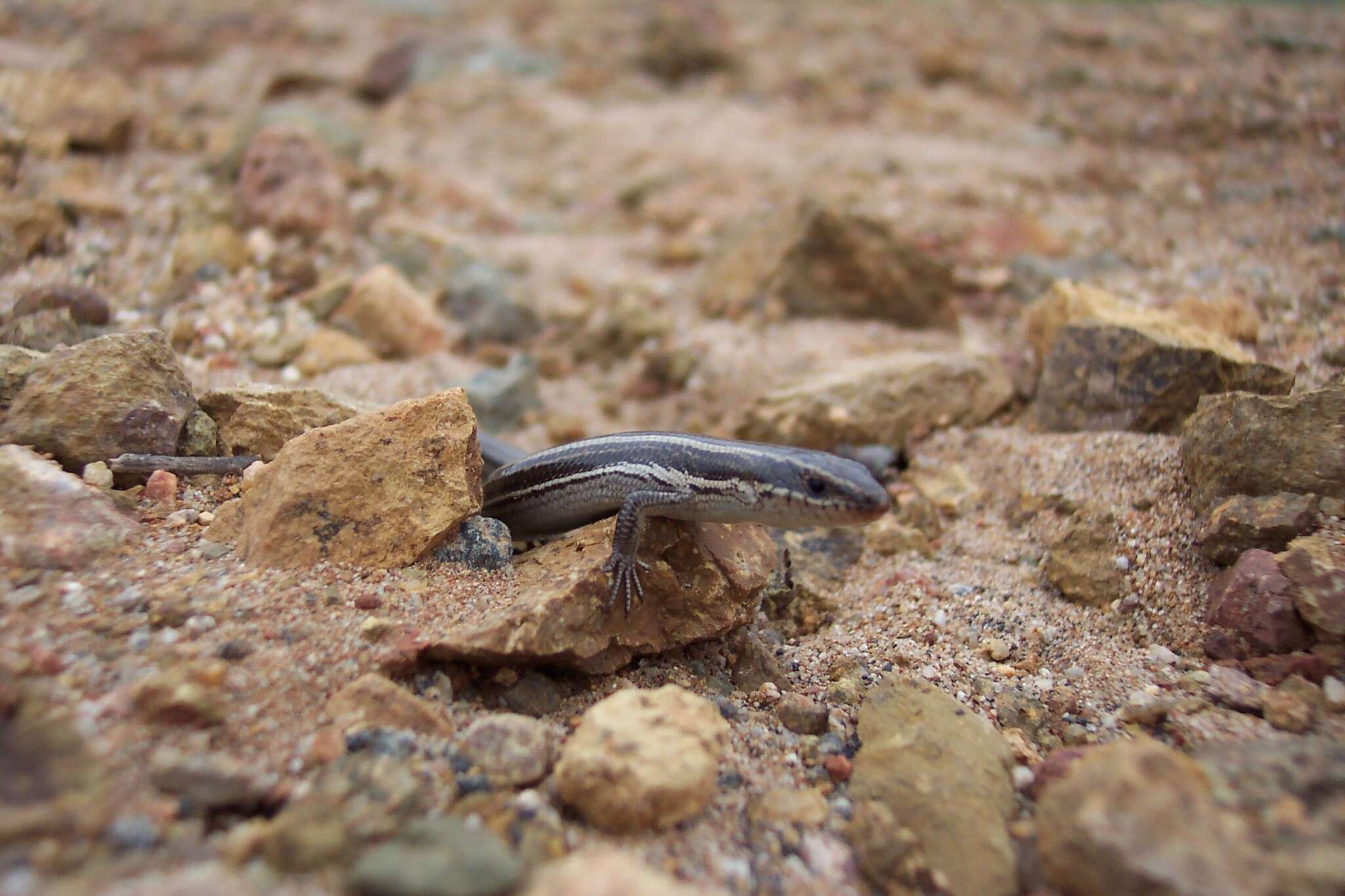 Image of Common Western Skink