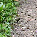 Image of Olive Finch