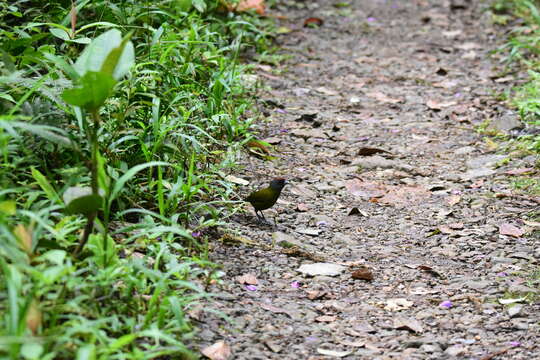 Image of Olive Finch