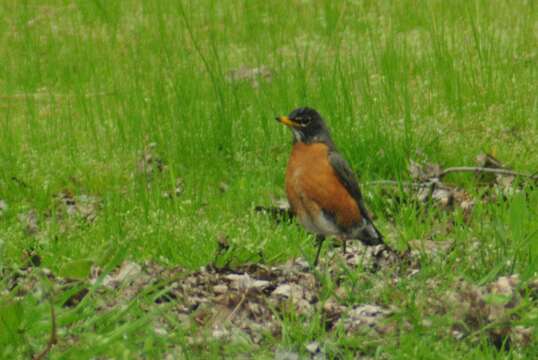 Image of Turdus migratorius propinquus Ridgway 1877