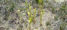 Image of Yellow centaury