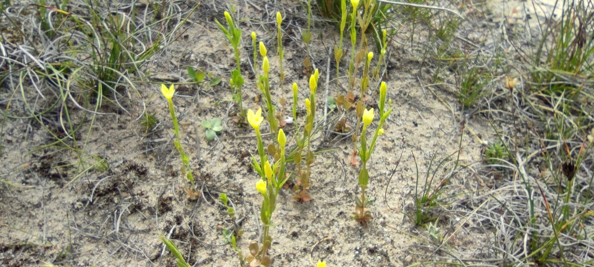 Image of Yellow centaury