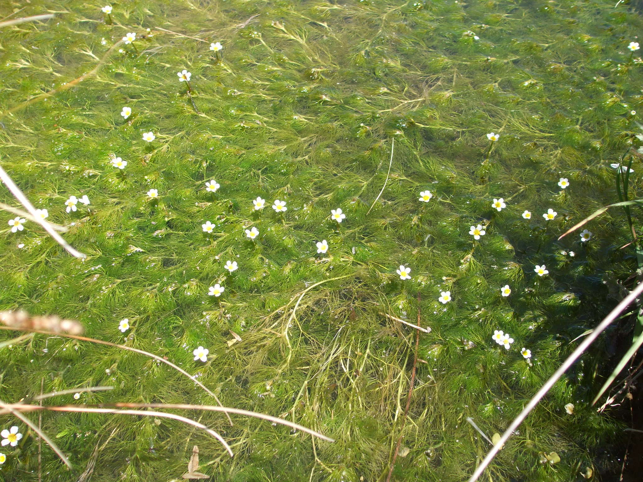 Слика од Ranunculus trichophyllus Chaix