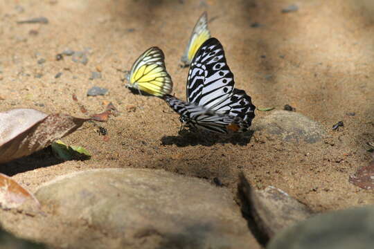 Image of Graphium delesserti (Guérin-Méneville 1839)