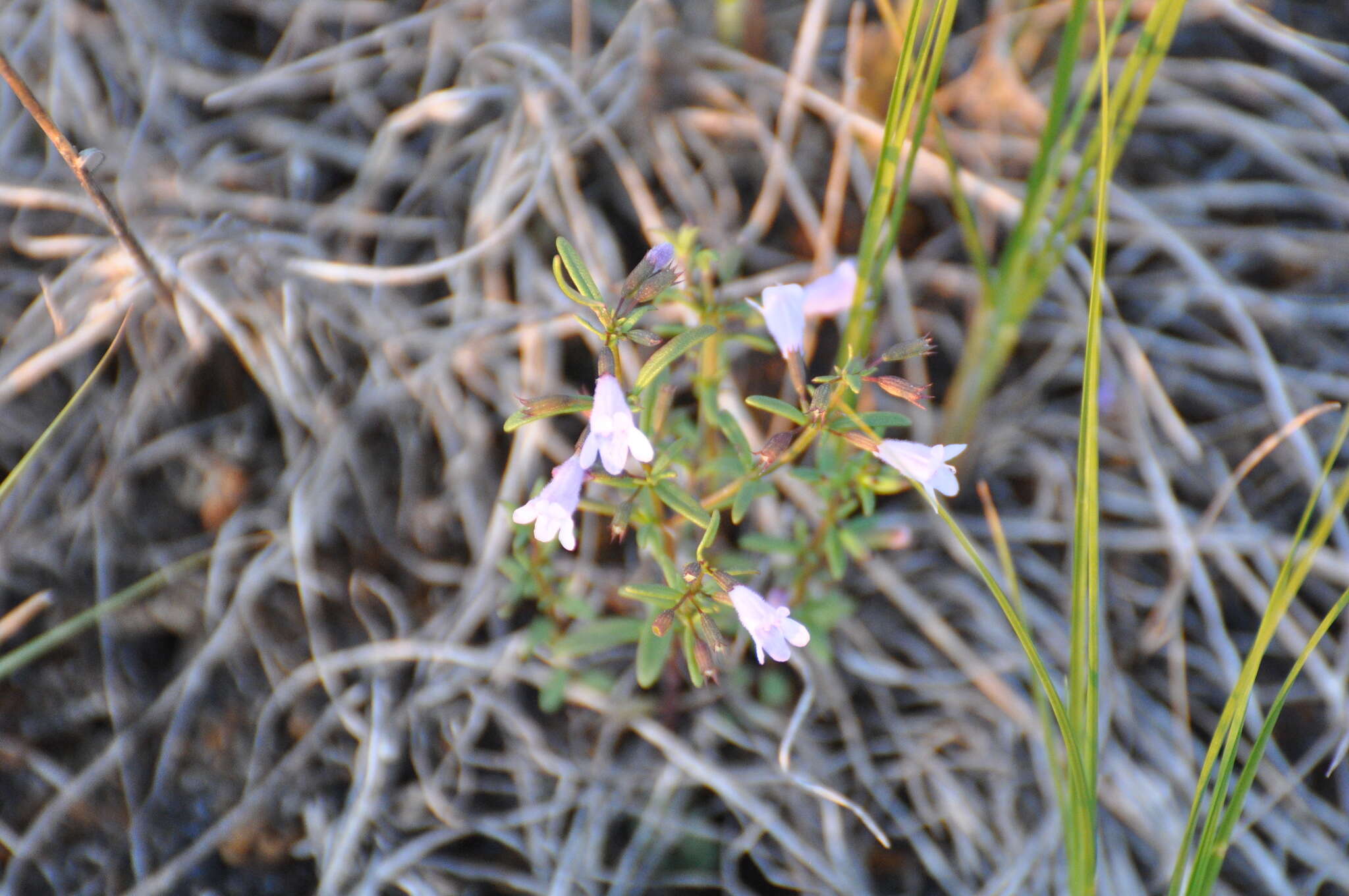 Clinopodium arkansanum (Nutt.) House resmi