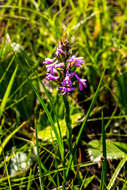 Image of Disa stachyoides Rchb. fil.