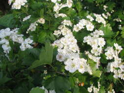 Слика од Crataegus rhipidophylla Gand.