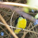 Image of Nile Valley Sunbird