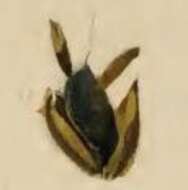 Image of Coleophora albicosta Haworth 1828