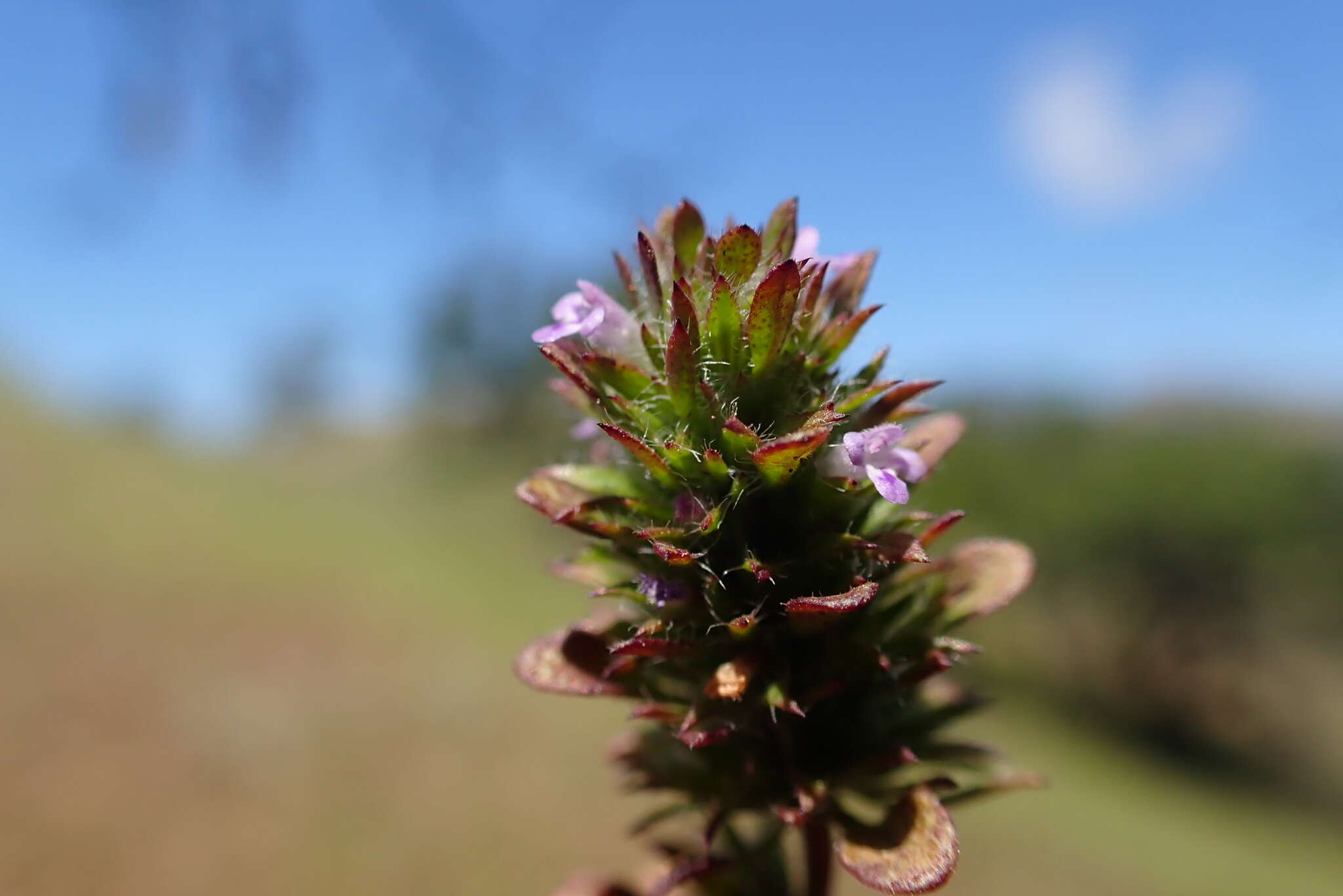 Pogogyne serpylloides (Torr.) A. Gray resmi