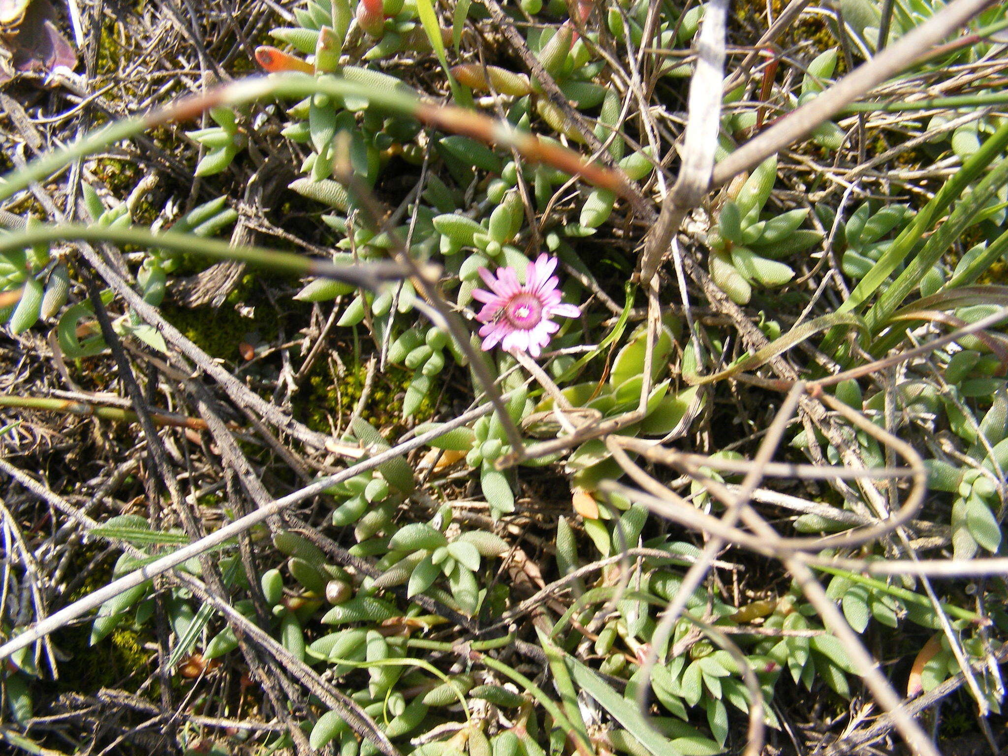 Imagem de Trichodiadema occidentale L. Bol.