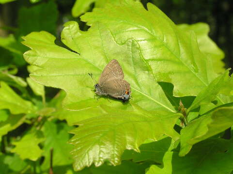 Image of Banded Hairstreak