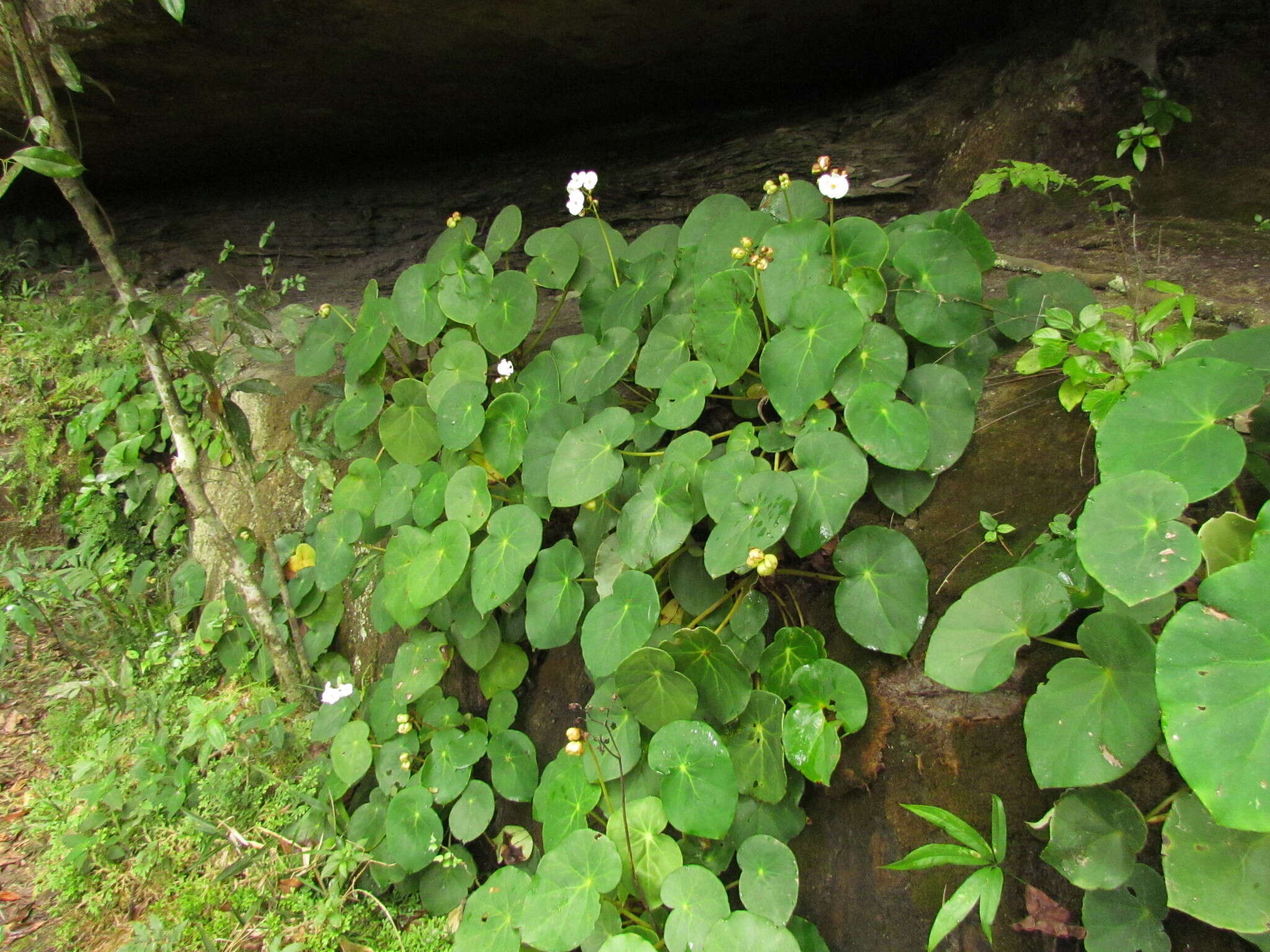 Image of <i>Begonia ciliatifolia</i> Funez & J. C. Jaramillo