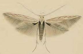 Image of Coleophora chamaedriella Bruand 1851