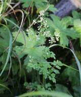 Image of Thalictrum minus subsp. thunbergii (DC.) Vorosh.