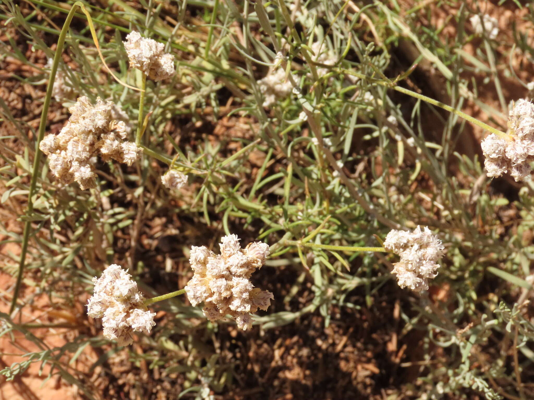 Plancia ëd Ipomopsis congesta subsp. frutescens (Rydb.) A. G. Day