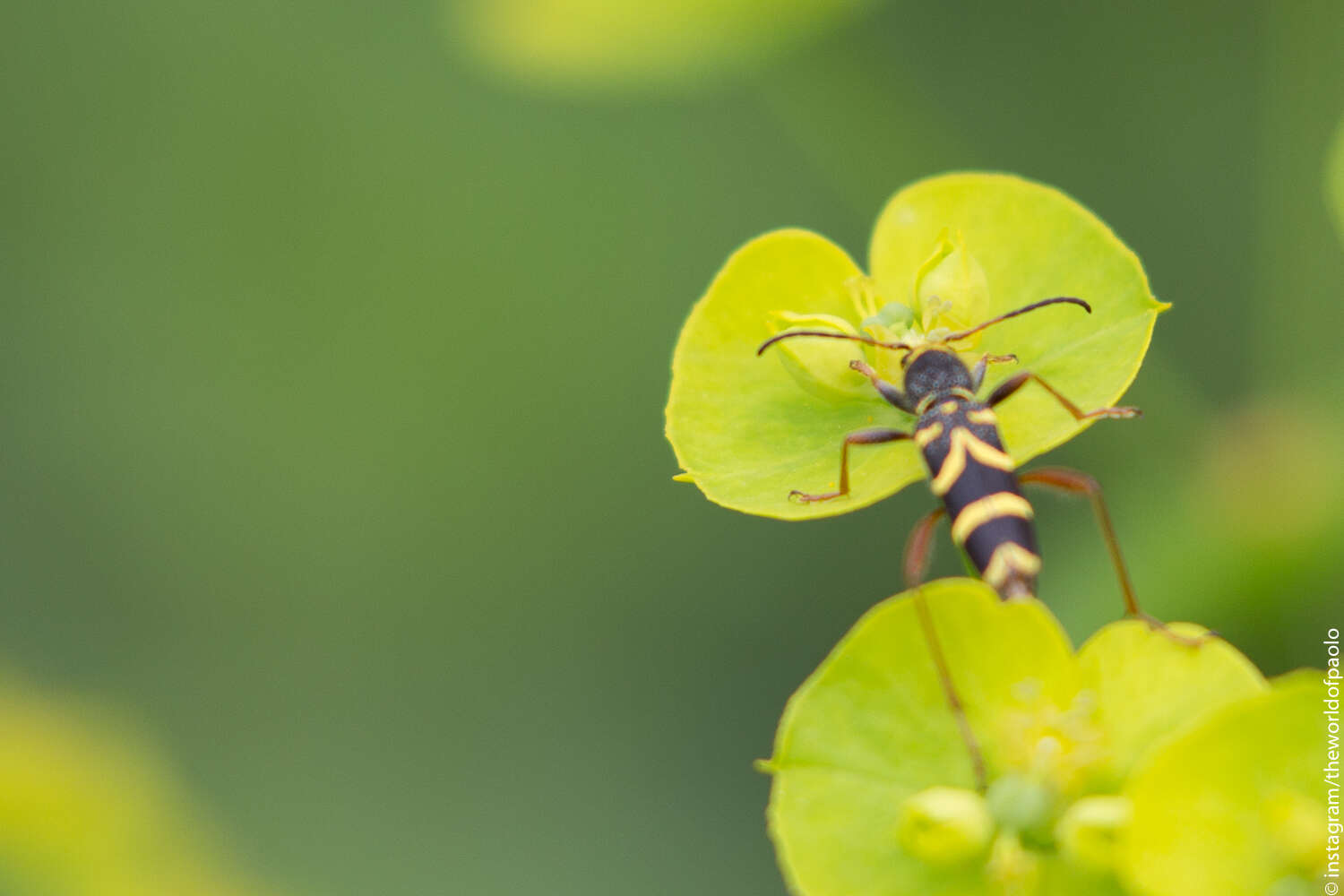 Image of Wasp beetle