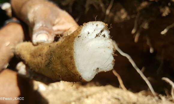 Image of Dioscorea seriflora Jum. & H. Perrier