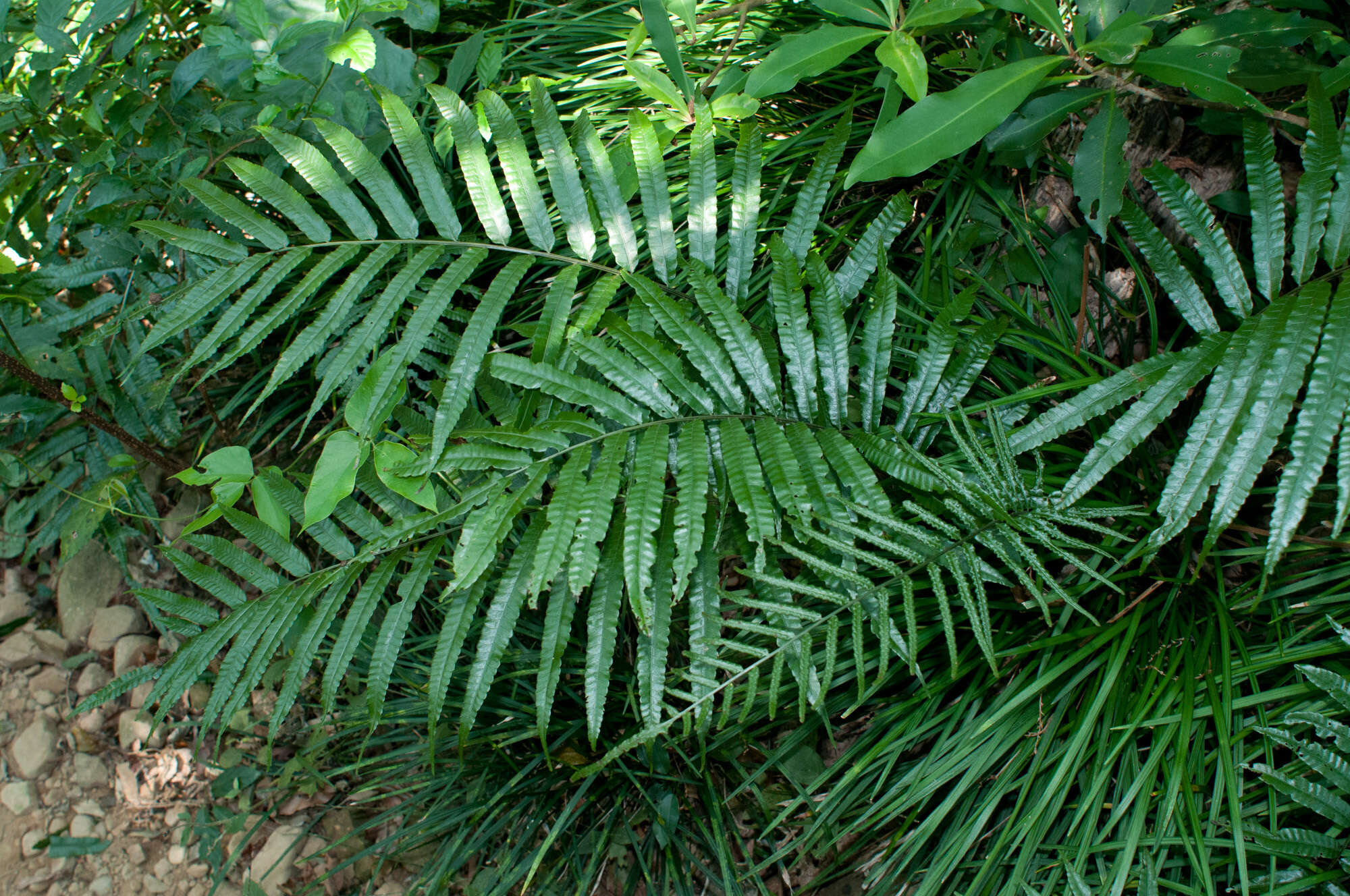 Image of Bolbitis angustipinna (Hayata) Itô