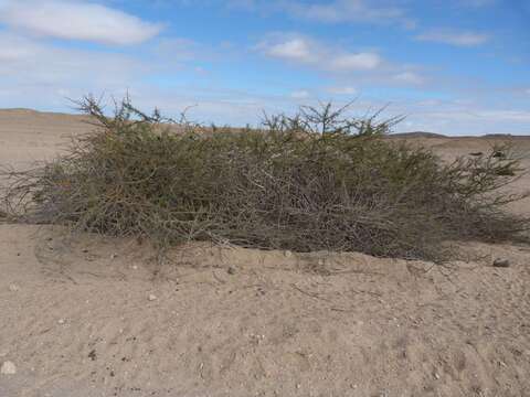 Image of Vachellia reficiens subsp. reficiens