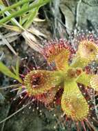 Image of Drosera sessilifolia St. Hil.