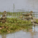 Charadrius veredus Gould 1848 resmi