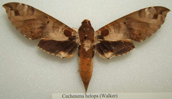 Image of Cechenena helops (Walker 1856)