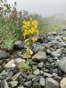 Image of Cascade wallflower