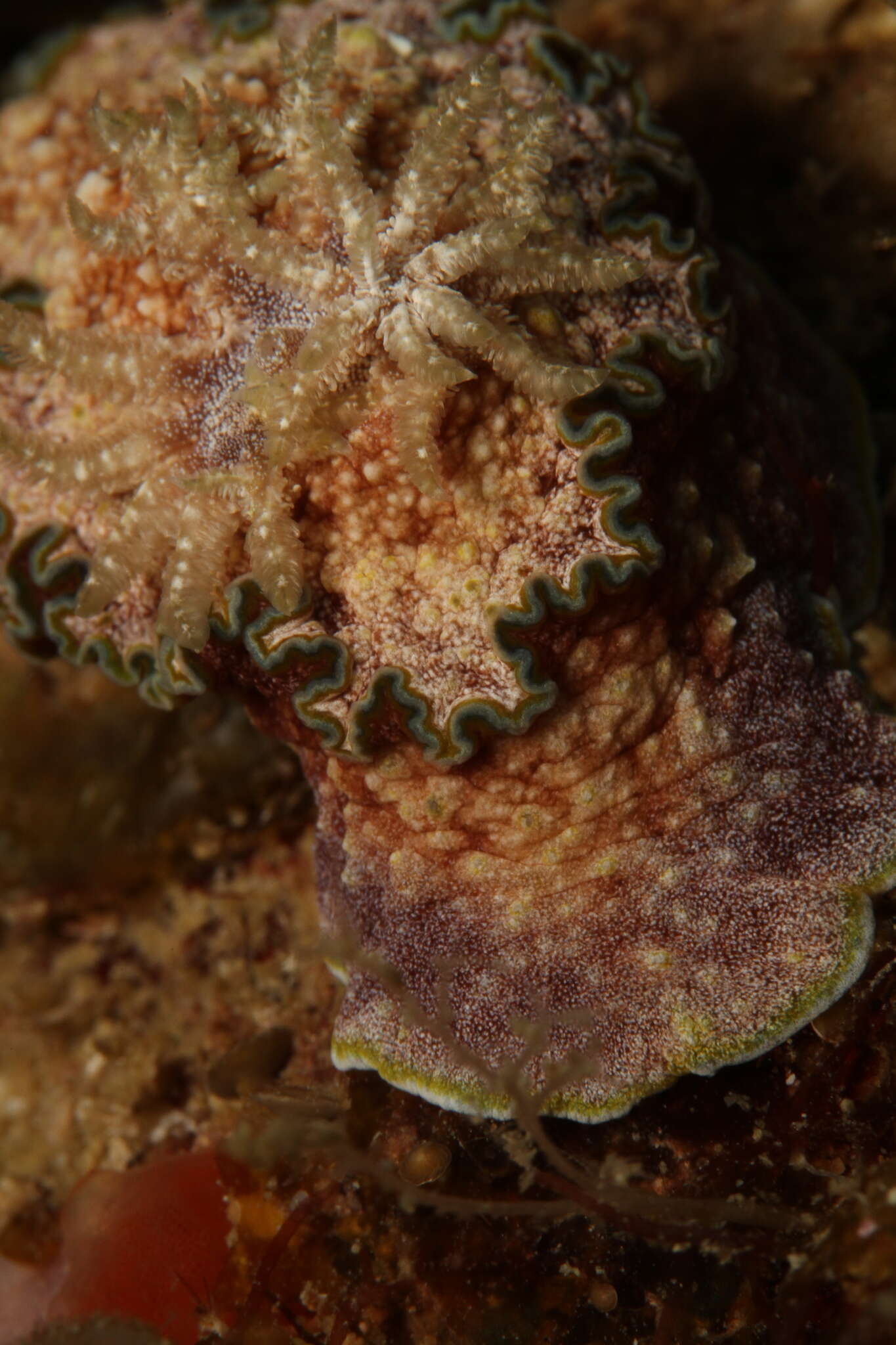 Image of Mauve green edged stocky slug