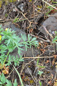 Imagem de Lomatium cous (S. Wats.) Coult. & Rose