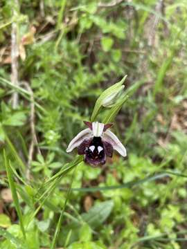 Image of Ophrys reinholdii Spruner ex Fleischm.