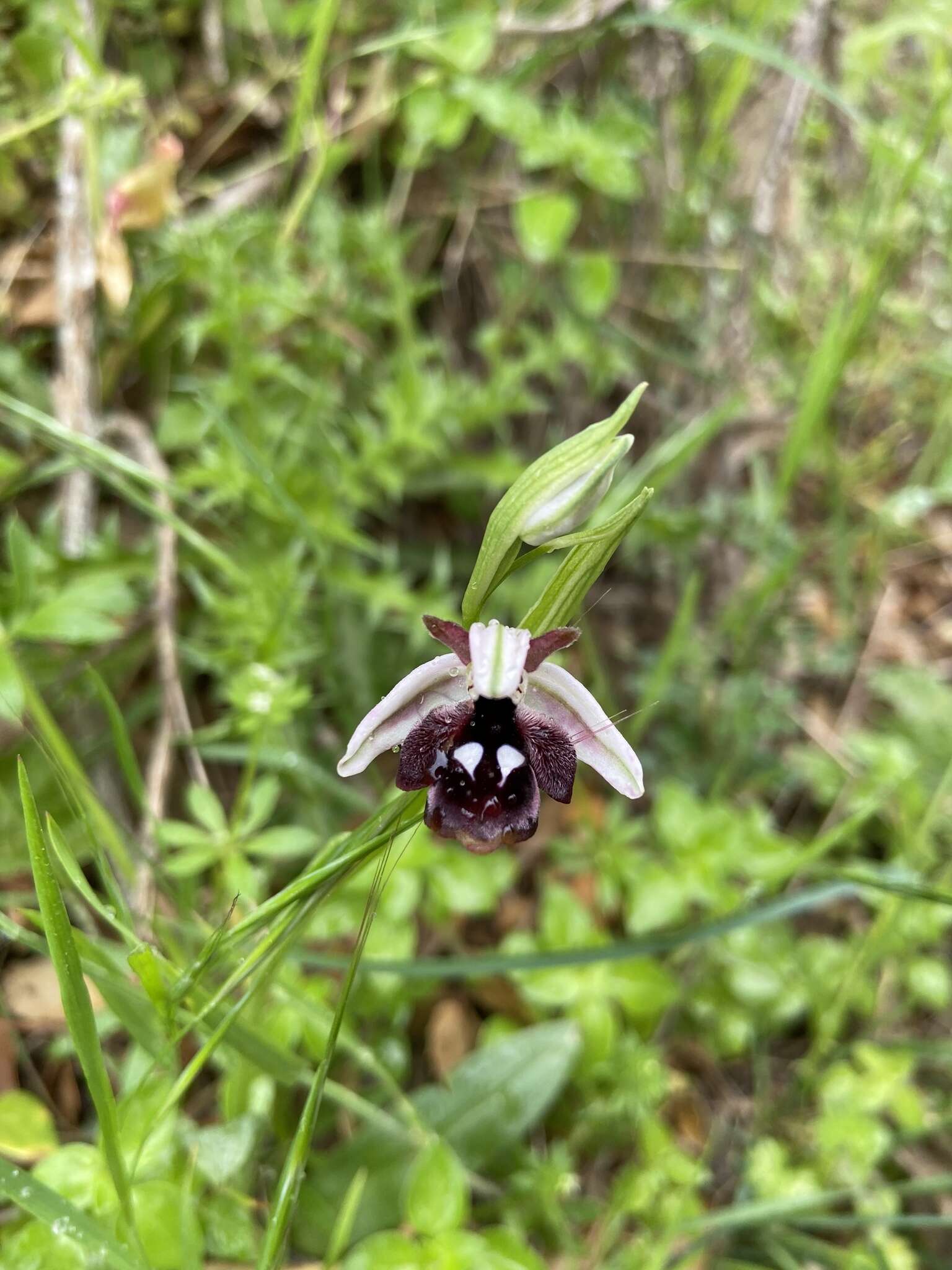 Слика од Ophrys reinholdii Spruner ex Fleischm.