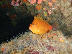 Image of Golden curlyfin