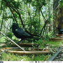 Image de Corvus orru cecilae Mathews 1912