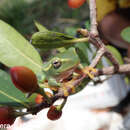 Image of Bright-eyed frog