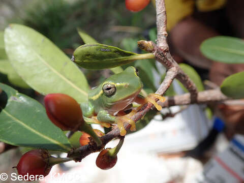 Image of Bright-eyed frog