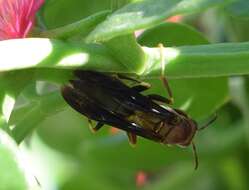 Image of Polistes metricus Say 1831