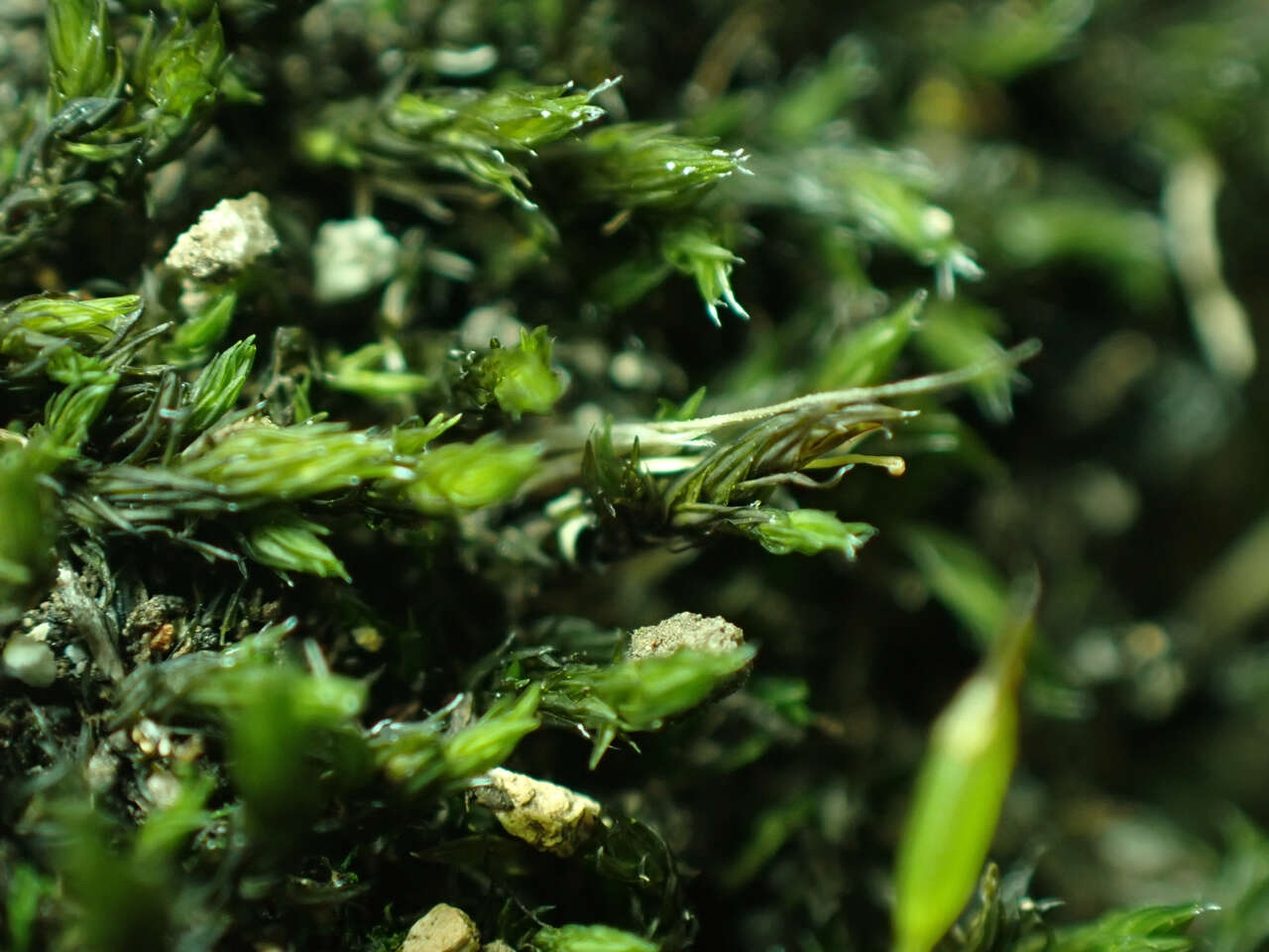 Image of racomitrium moss