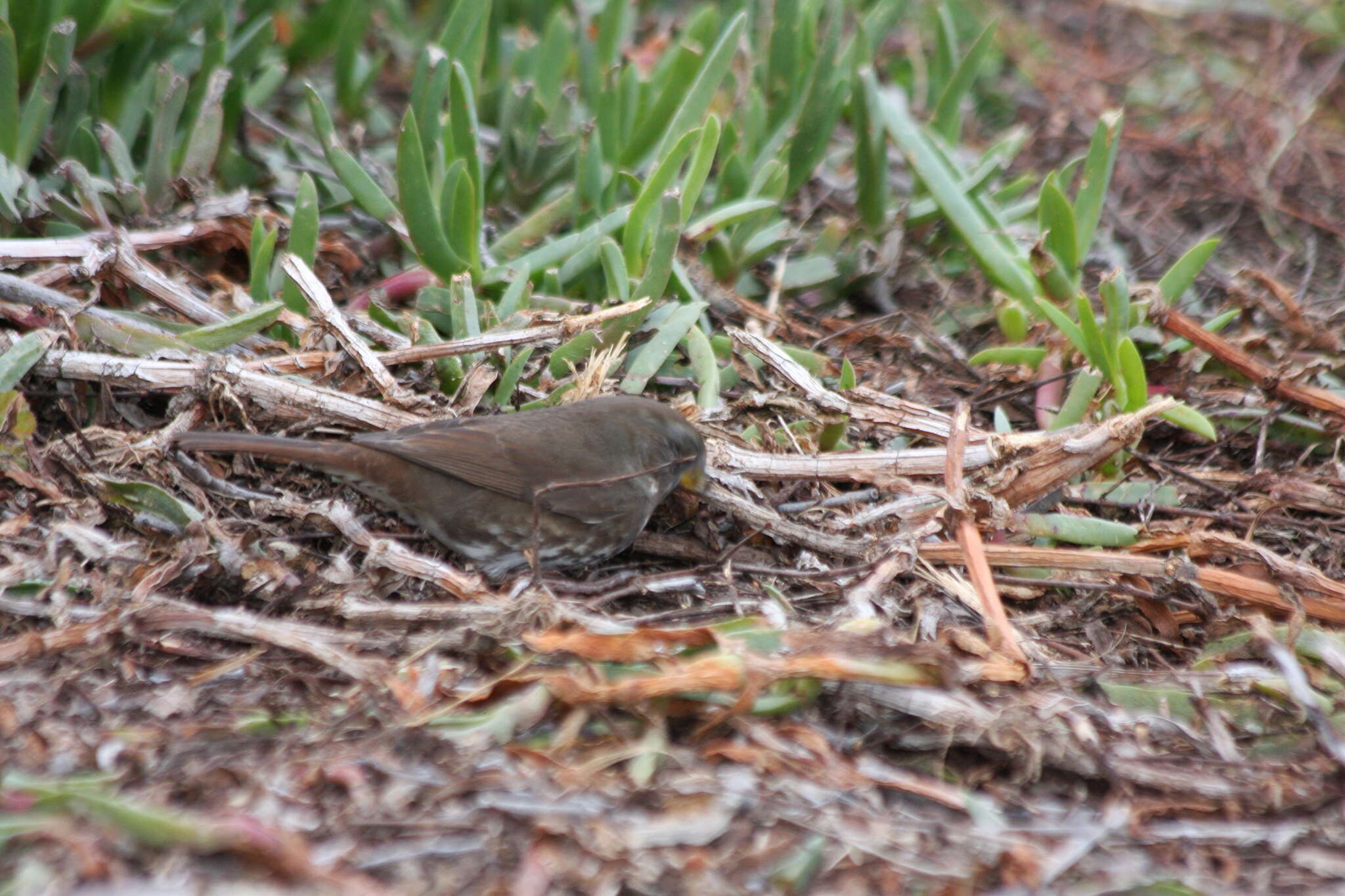 Image of Passerella iliaca annectens Ridgway