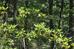 Imagem de Rhododendron macrophyllum D. Don ex G. Don