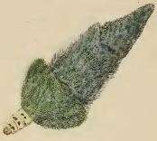 Image of Coleophora lineolea
