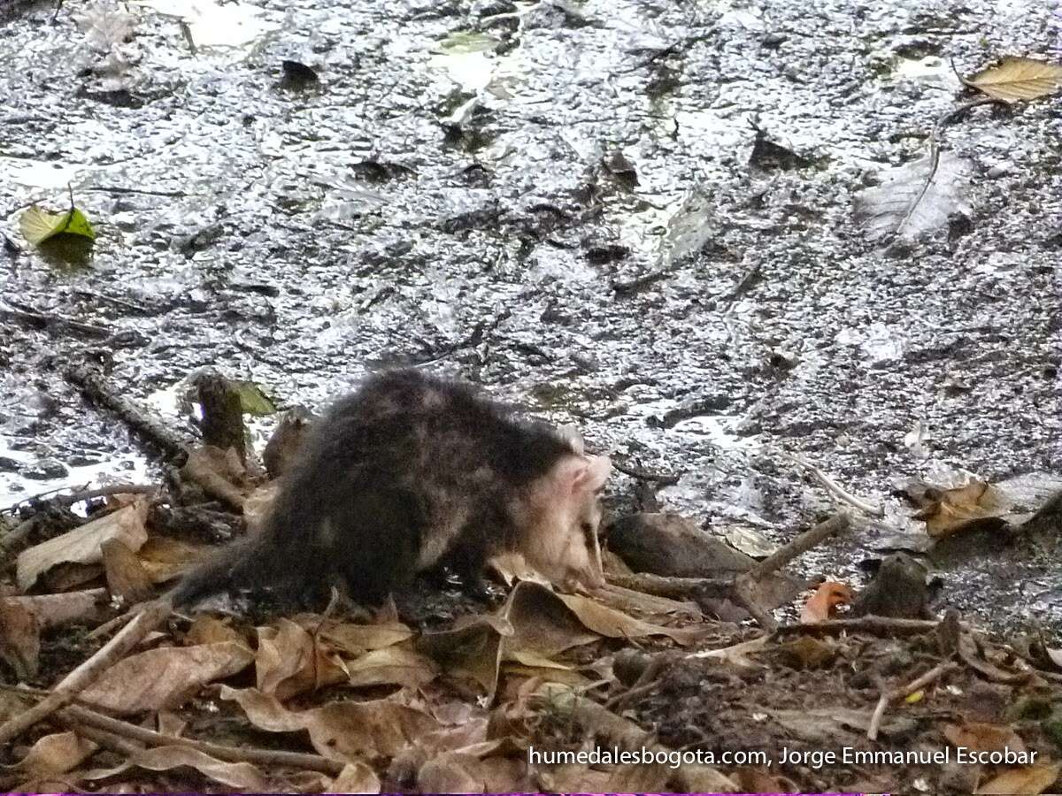 Image of Andean White-eared Opossum