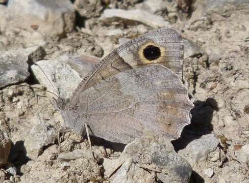 Image of Tree Grayling