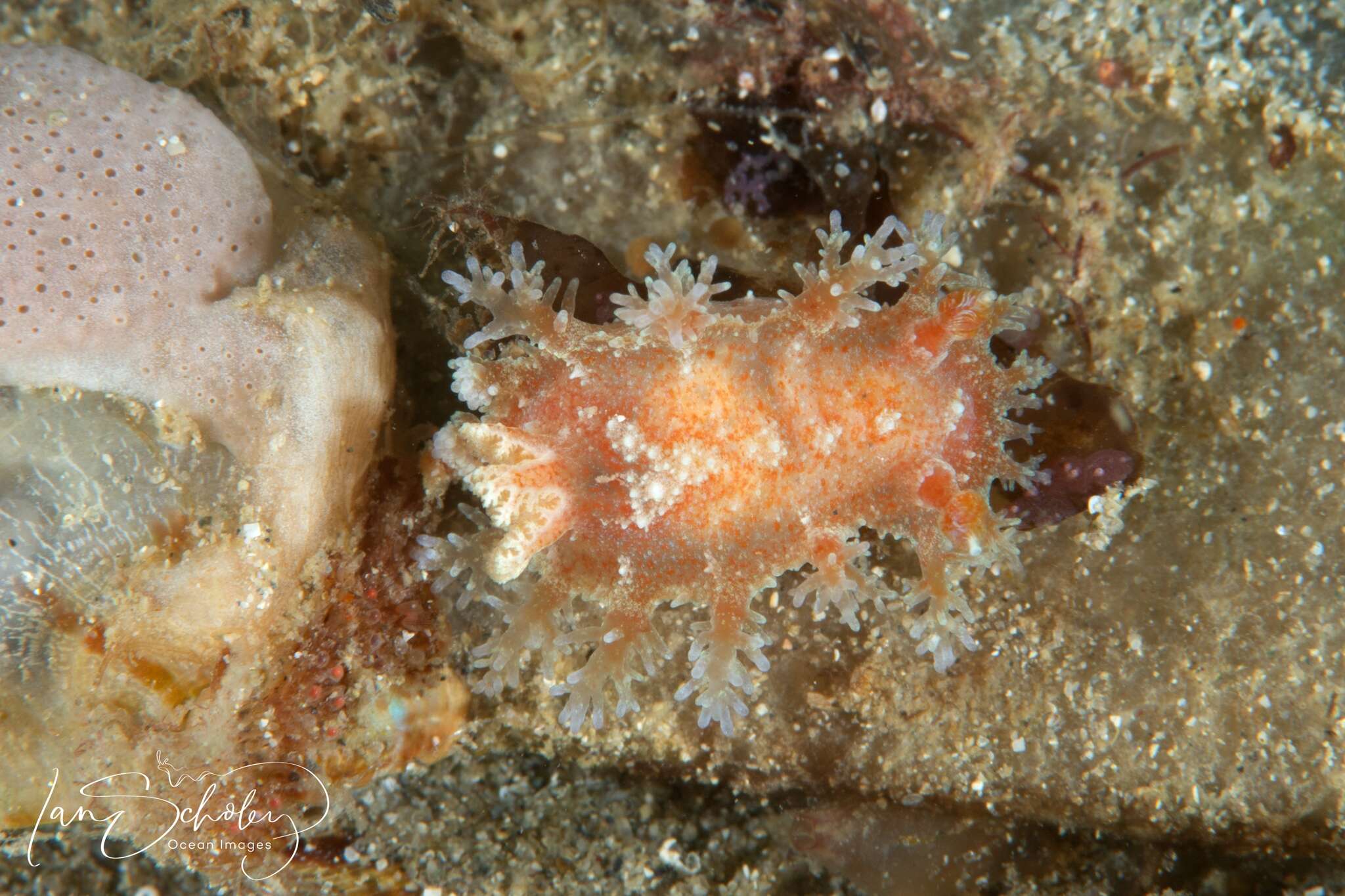 Image of Tasselled nudibranch