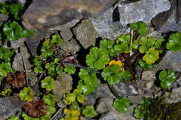 Imagem de Azorella hydrocotyloides (Hook. fil.) T. Kirk