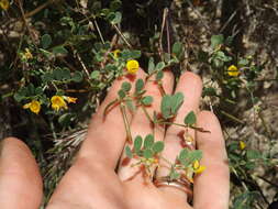 Image of coastal bird's-foot trefoil