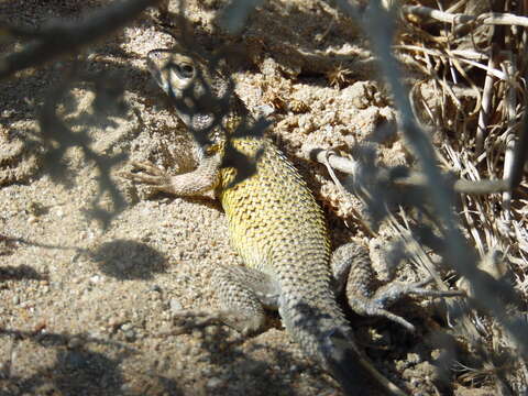 Image of Shining Tree Iguana