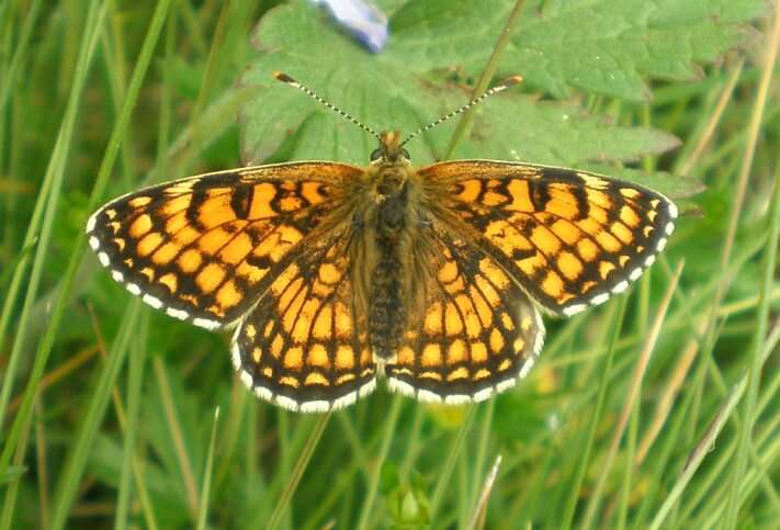 Image of Melitaea parthenoides